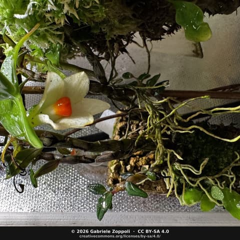 Anggrek Dendrobium Kuning