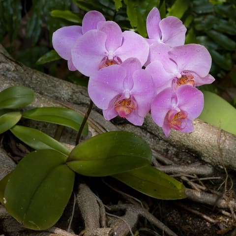 Anggrek Cattleya Merah