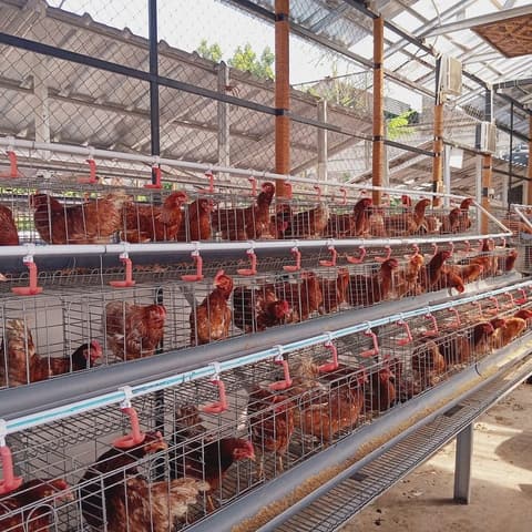 Ayam Kampung Hidup per Ekor