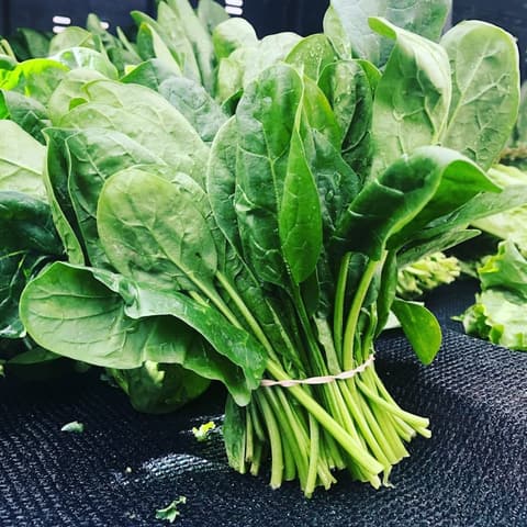 Sayur Organik Bayam Segar