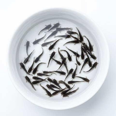 Bibit Lele Sangkuriang 5-7cm