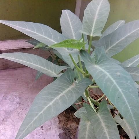 Sayur Organik Kangkung Segar