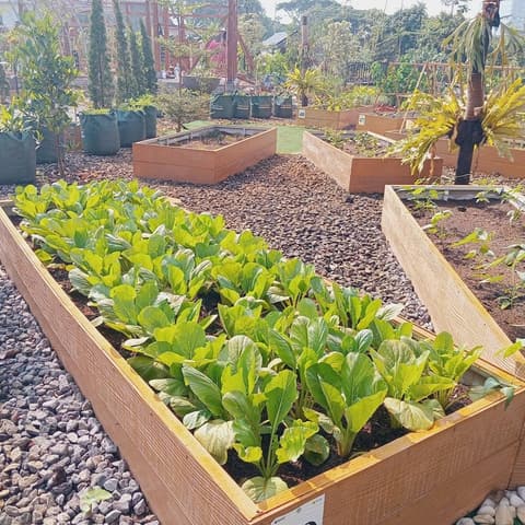 Paket Sayur Organik Mingguan