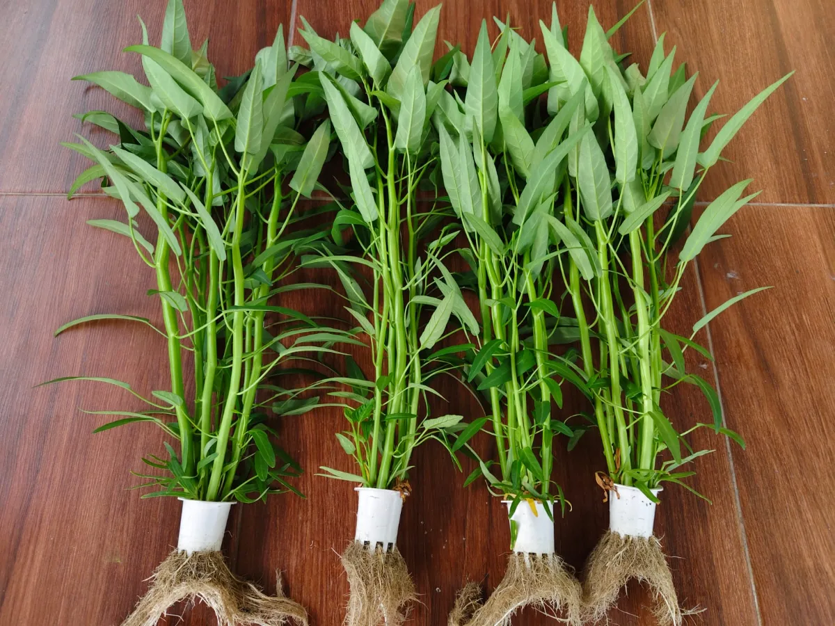 Kangkung Hidroponik