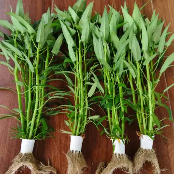 Kangkung Hidroponik