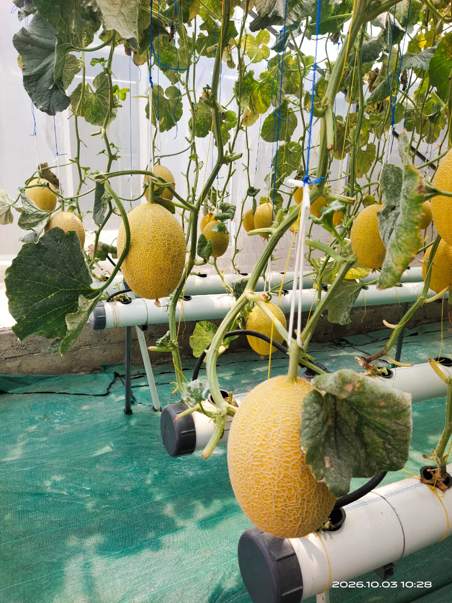 Melon Premium Petravany
