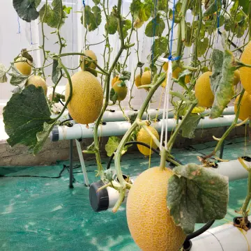 Melon Premium Petravany