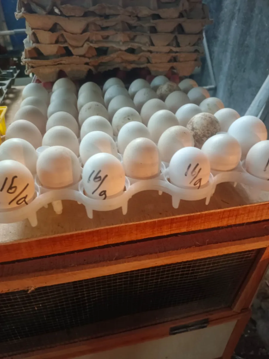 Telur ayam kampung dan lainnya