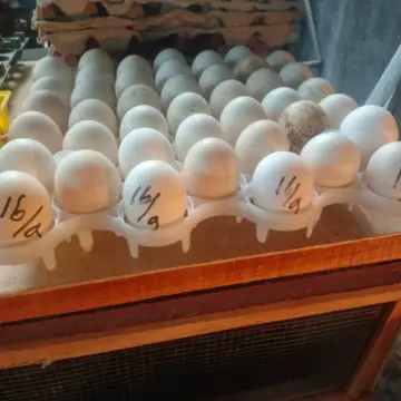 Telur ayam kampung dan lainnya