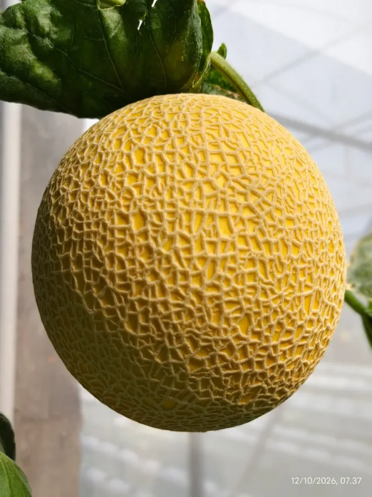 Melon Premium Enthanon