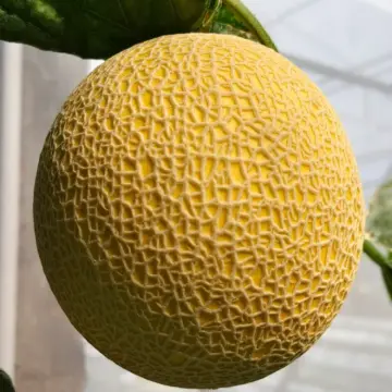 Melon Premium Enthanon