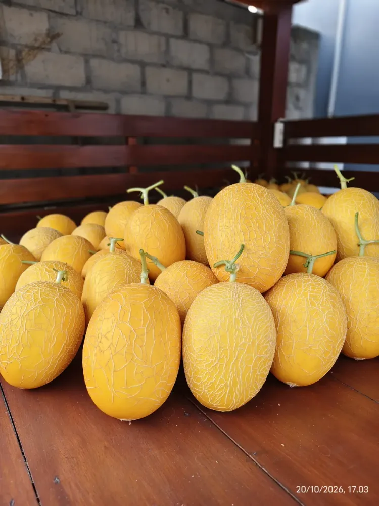 Melon Premium Swet Lavender