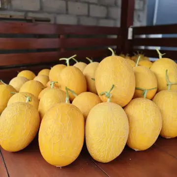 Melon Premium Swet Lavender